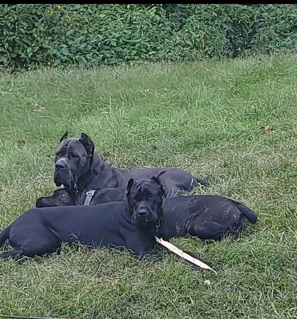 Cane Corso Puppies breeder image 3