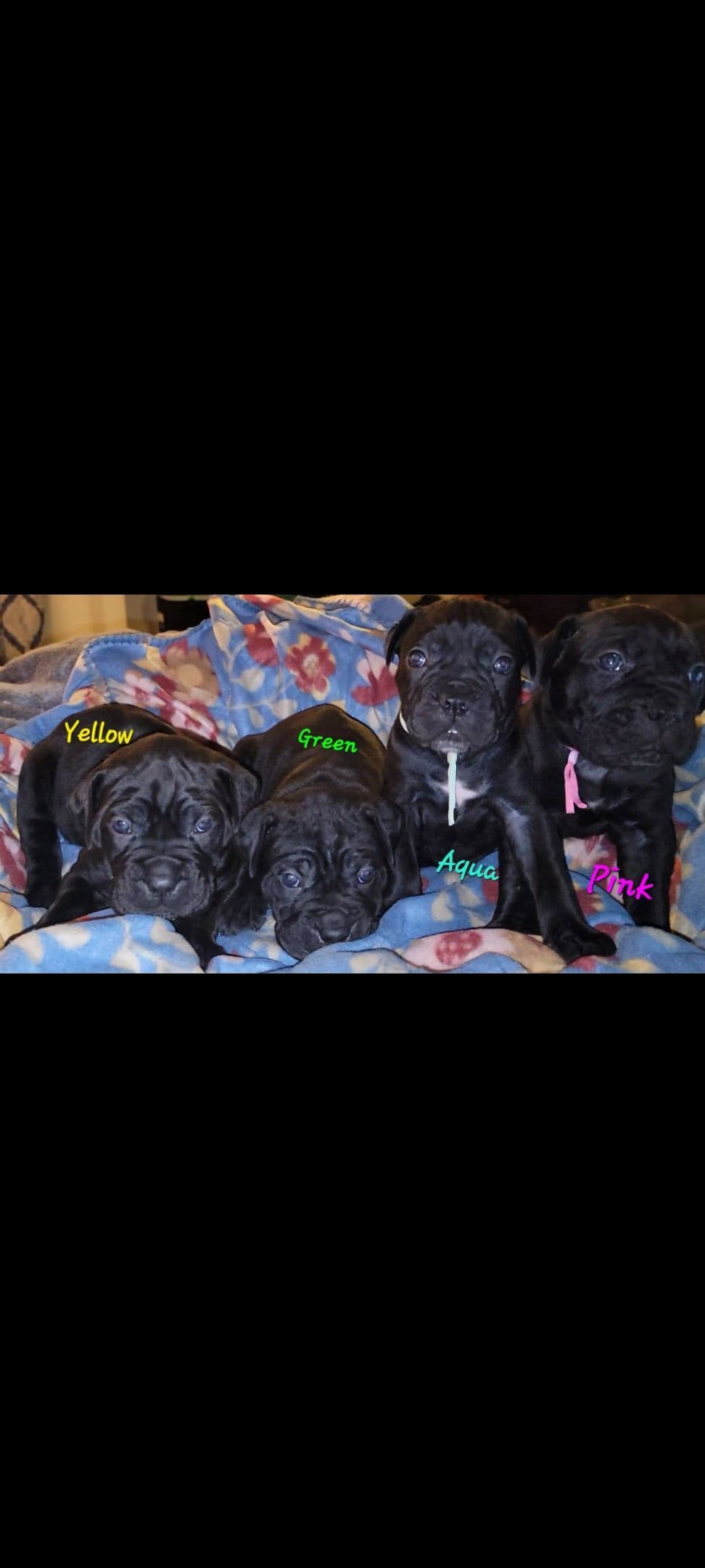 Cane Corso Puppies breeder image 5