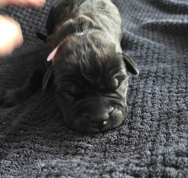Cane Corso Puppies media 4
