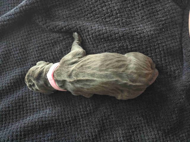 Cane Corso Puppies media 6