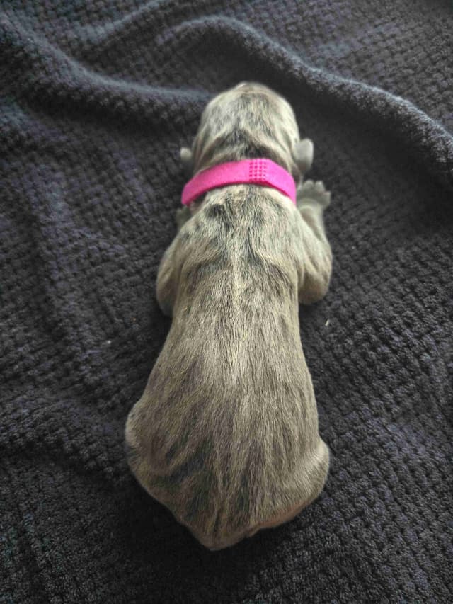 Cane Corso Puppies media 7