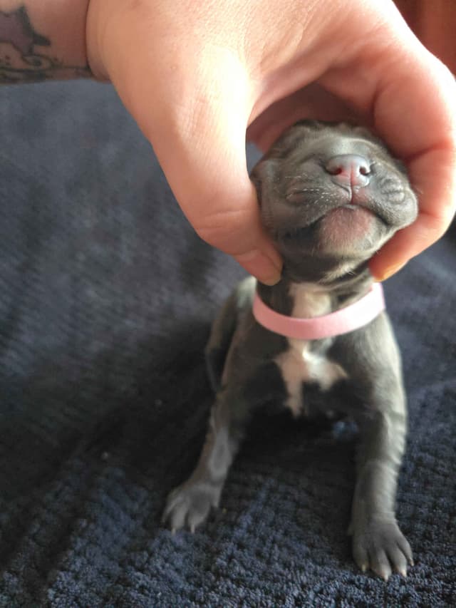 Cane Corso Puppies media 9