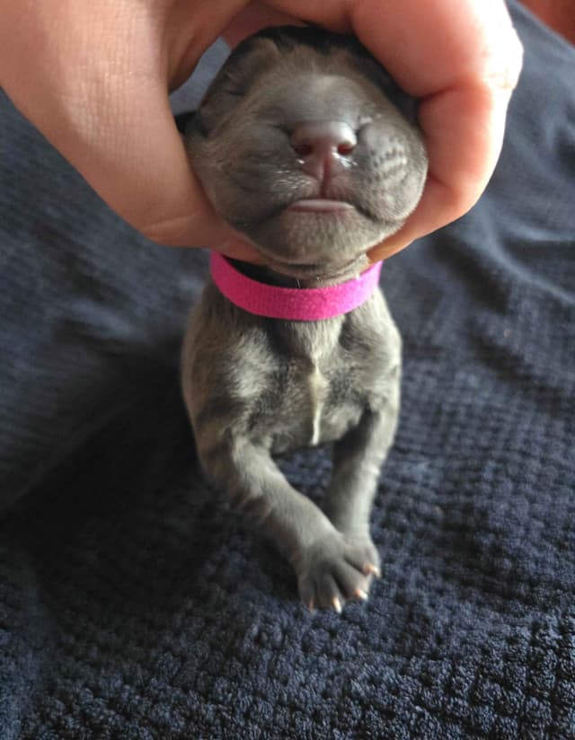 Cane Corso Puppies media 10
