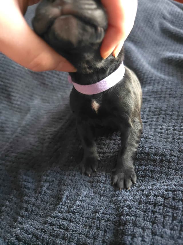 Cane Corso Puppies media 11