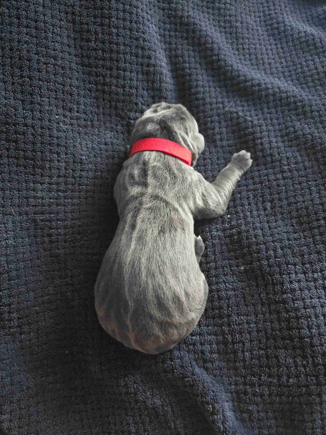 Cane Corso Puppies media 12