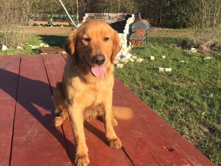 Golden Retriever Puppies breeder image 2