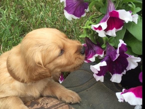 Golden Retriever Puppies breeder image 3