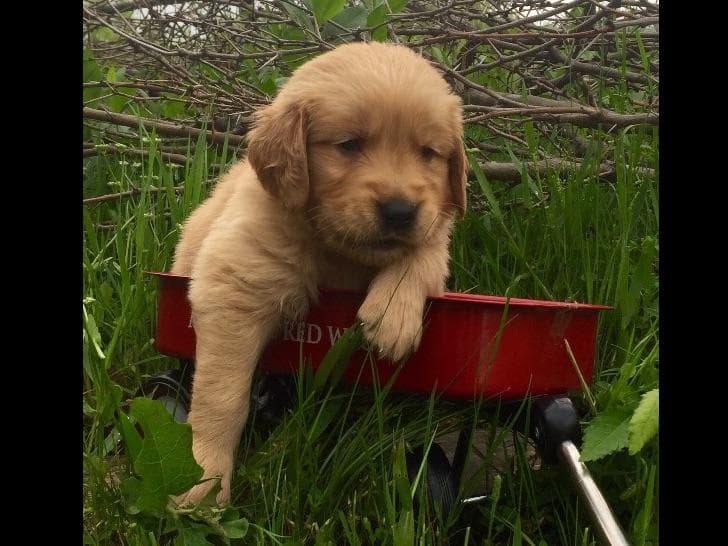 Golden Retriever Puppies breeder image 5