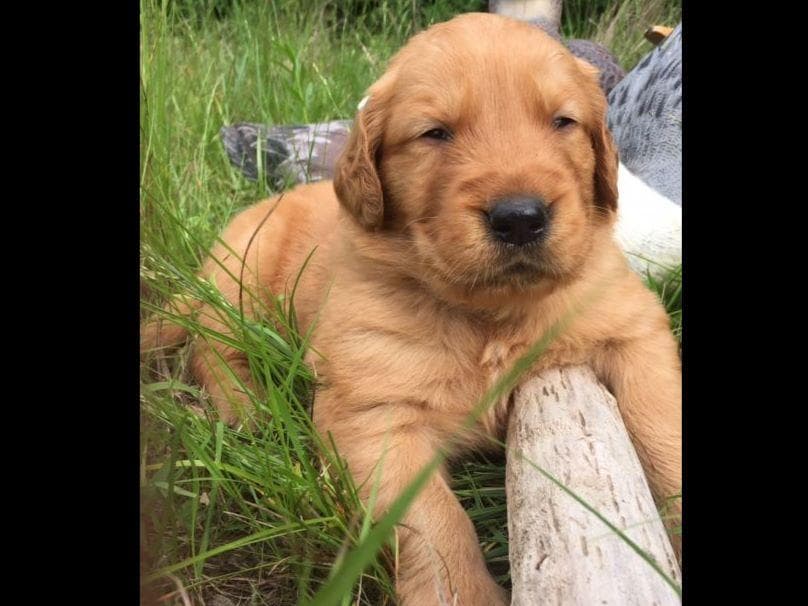 Golden Retriever Puppies breeder image 6