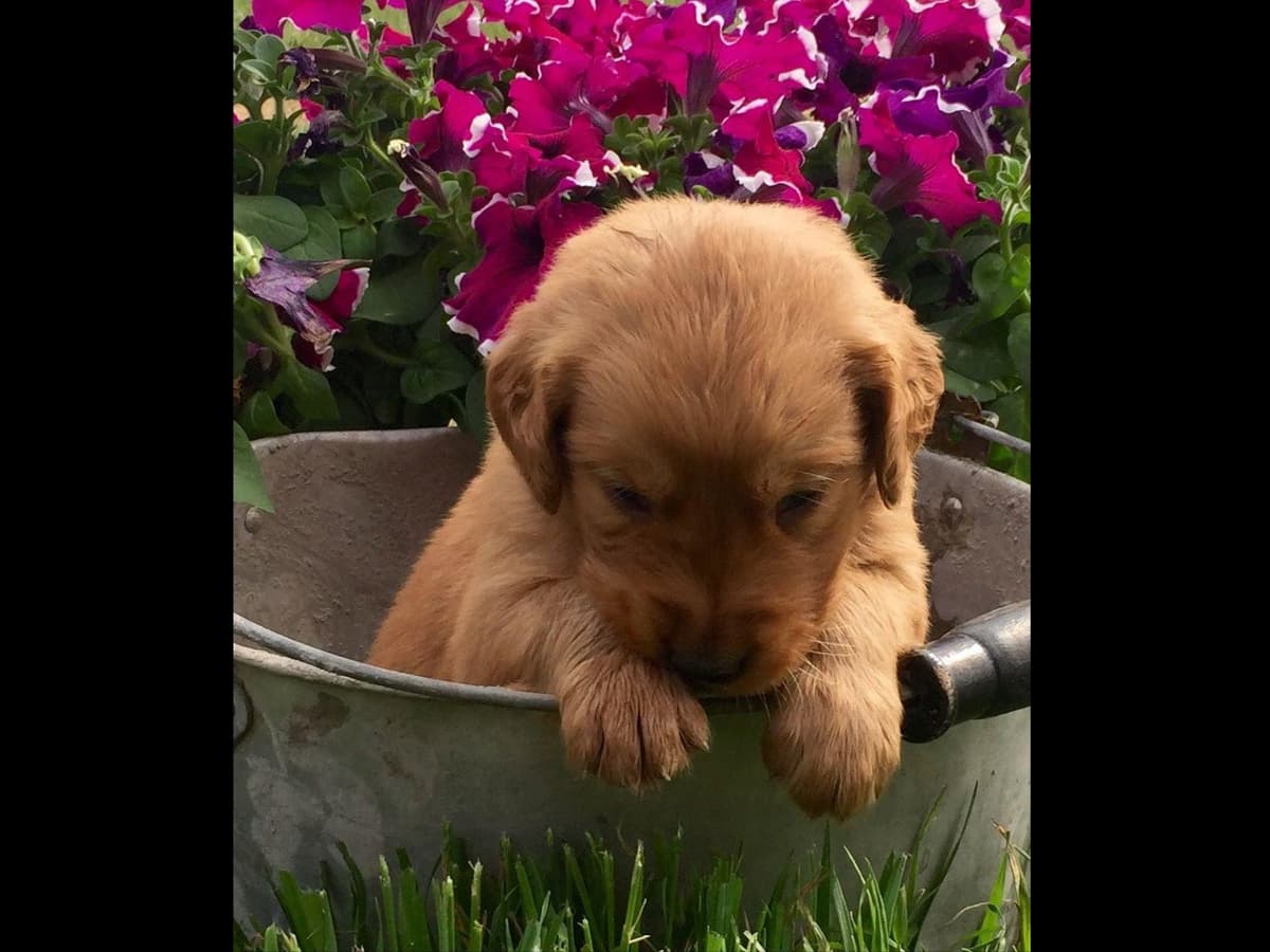 Golden Retriever Puppies breeder image 7