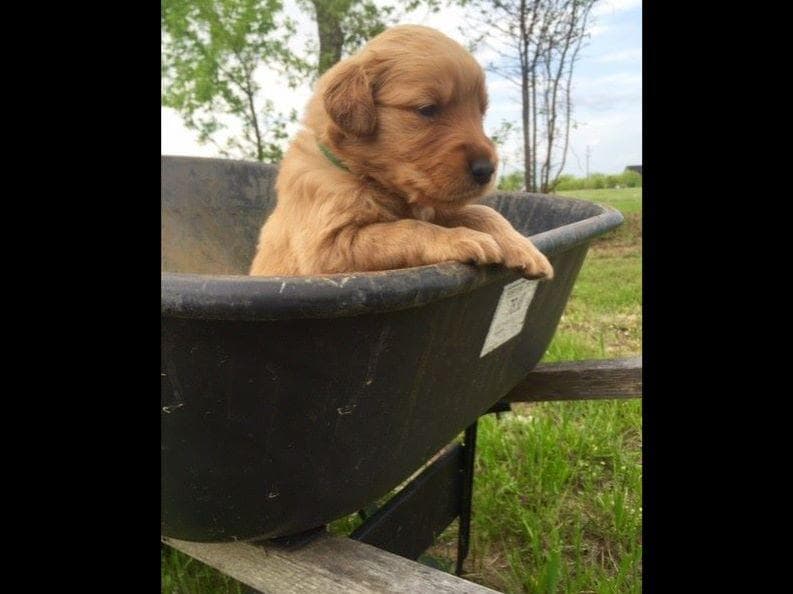 Golden Retriever Puppies breeder image 8