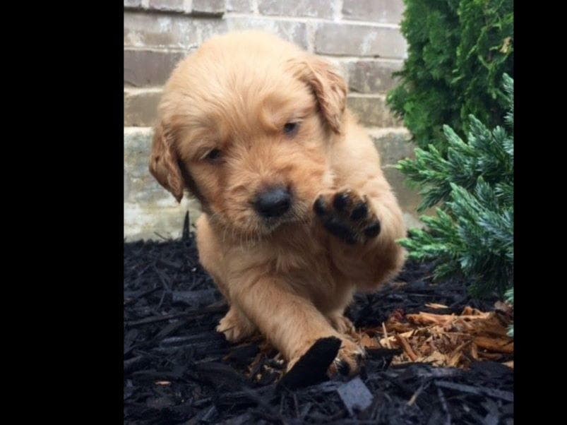 Golden Retriever Puppies breeder image 9