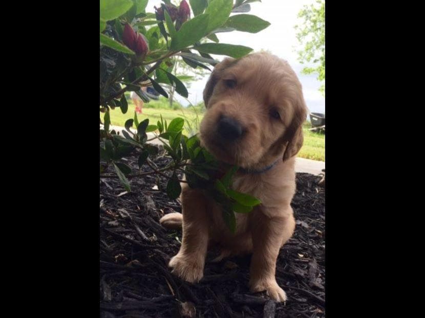 Golden Retriever Puppies breeder image 10
