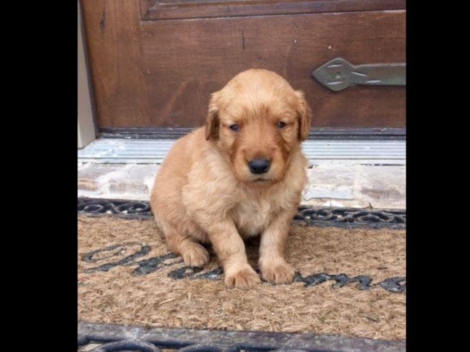 Golden Retriever Puppies breeder image 11
