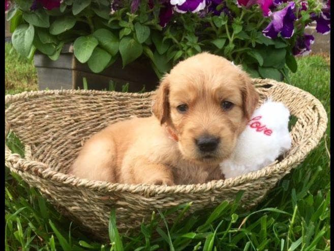 Golden Retriever Puppies breeder image 12
