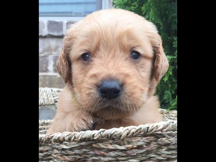 Golden Retriever Puppies breeder image 13