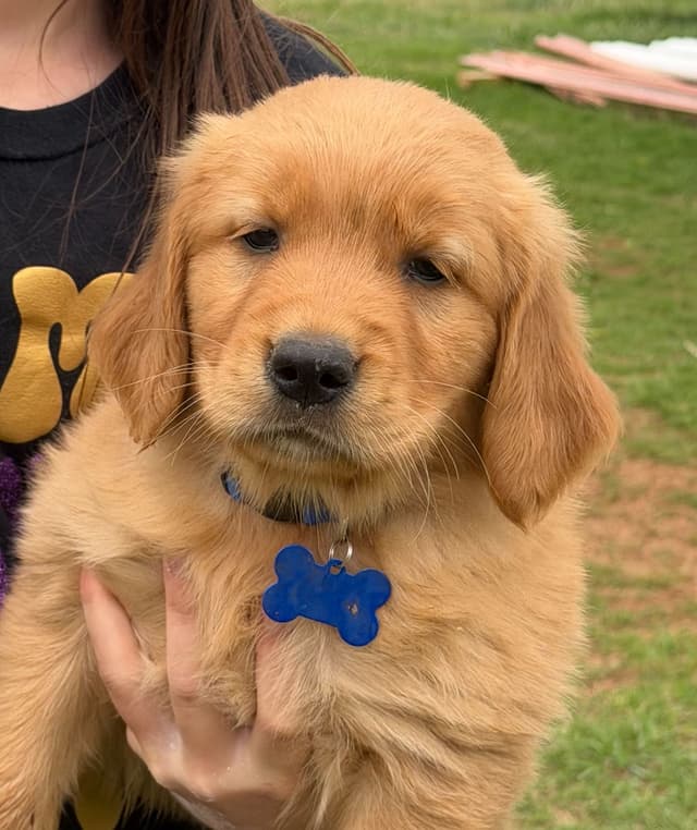 Golden Retriever Puppies media 2