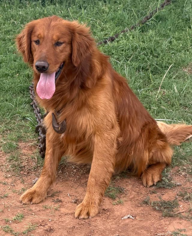 Golden Retriever Puppies media 3