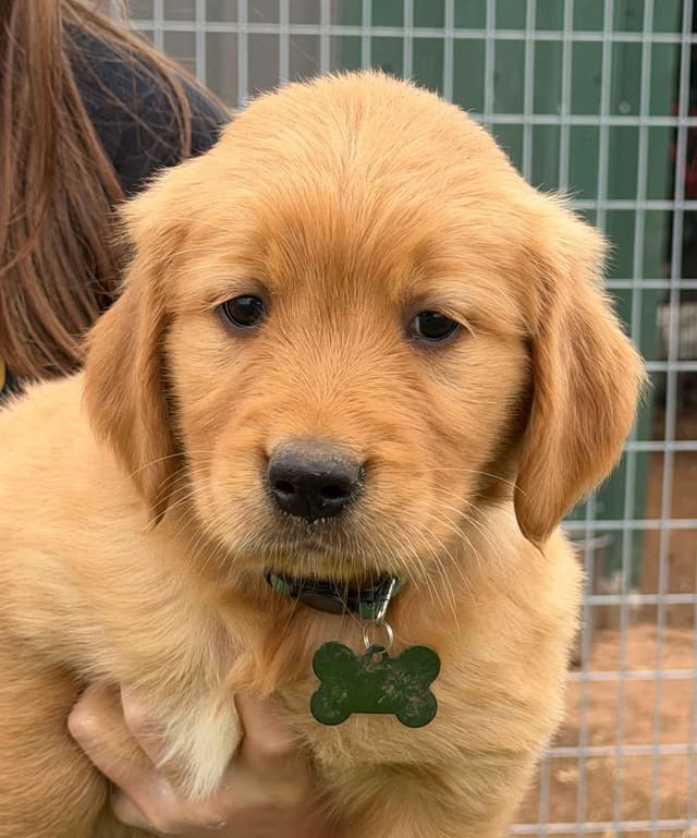 Golden Retriever Puppies media 4