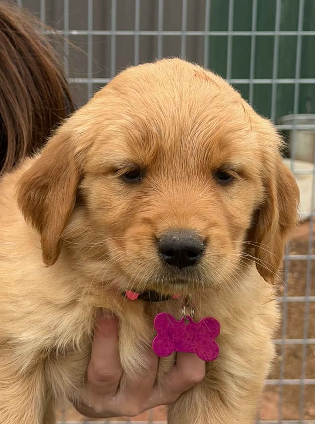 Golden Retriever Puppies media 5