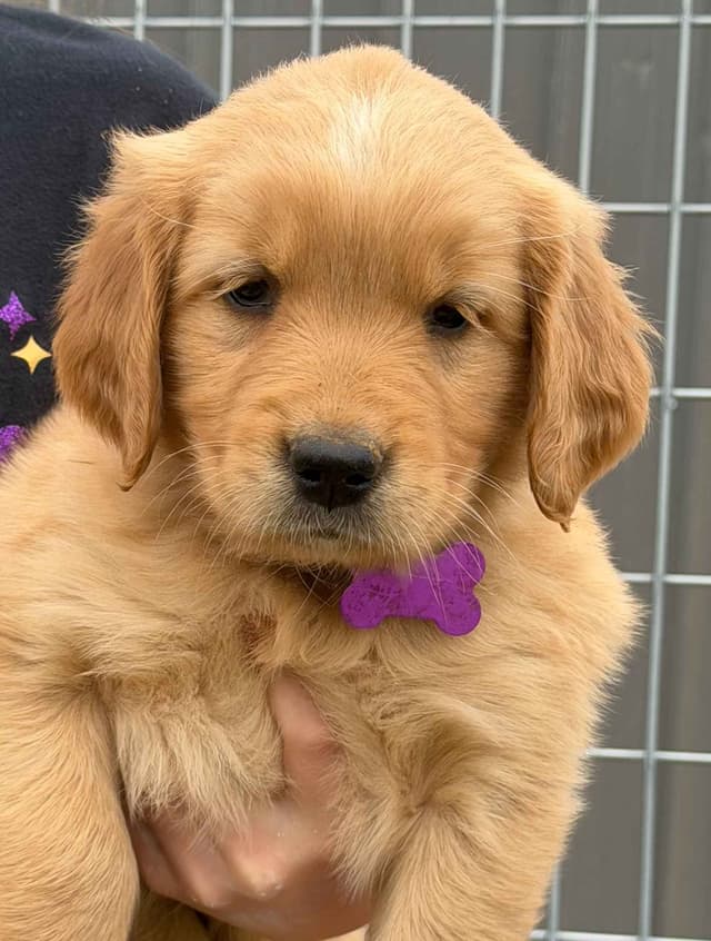 Golden Retriever Puppies media 6