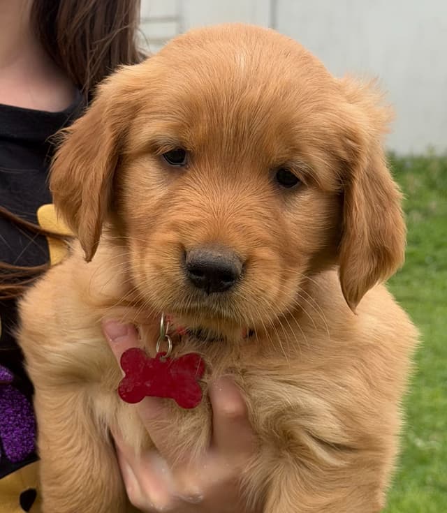 Golden Retriever Puppies media 7