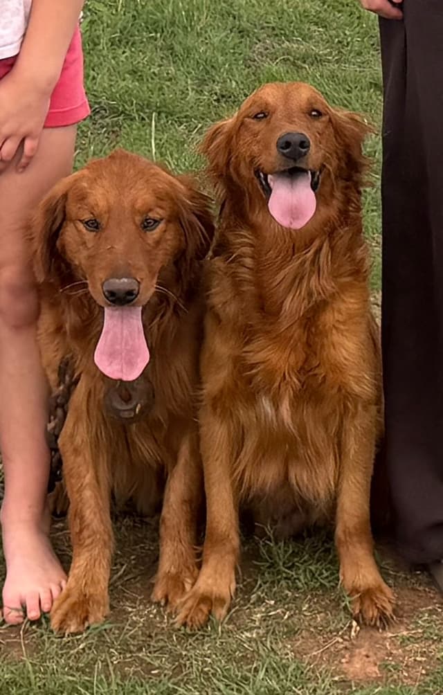 Golden Retriever Puppies media 8