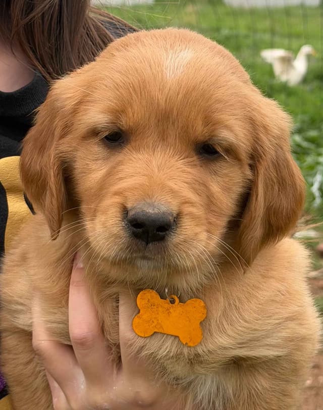 Golden Retriever Puppies media 9
