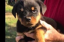 Rottweiler Puppies breeder image 1
