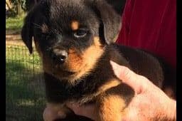 Rottweiler Puppies breeder image 2
