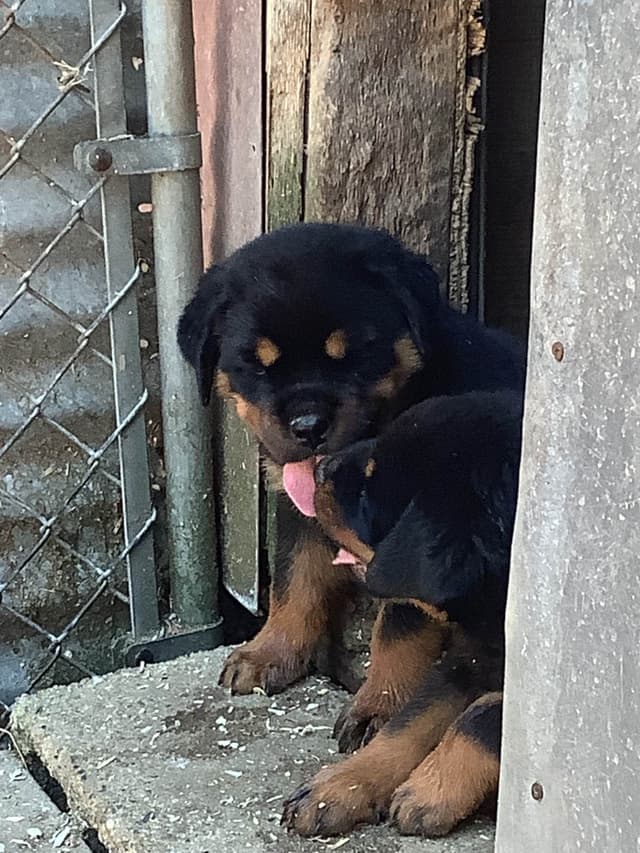 Rottweiler Puppies media 2