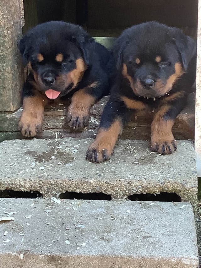 Rottweiler Puppies media 3