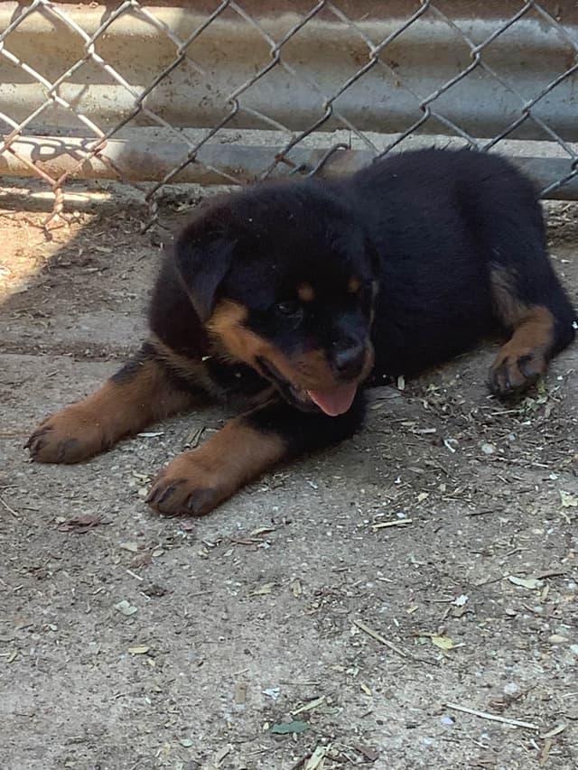 Rottweiler Puppies media 4