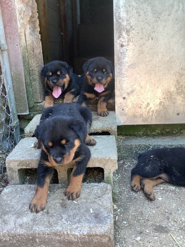 Rottweiler Puppies media 5