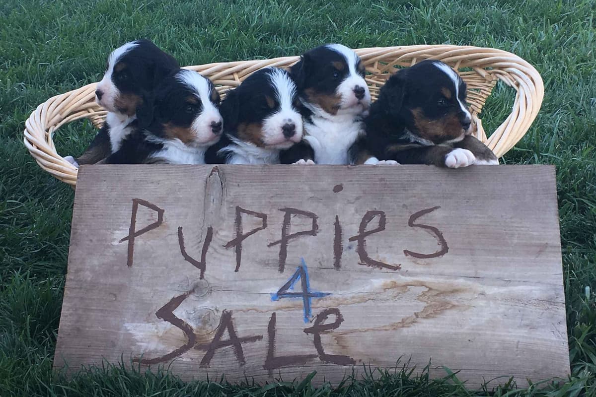 Bernese Mountain Dog Puppies breeder image 1