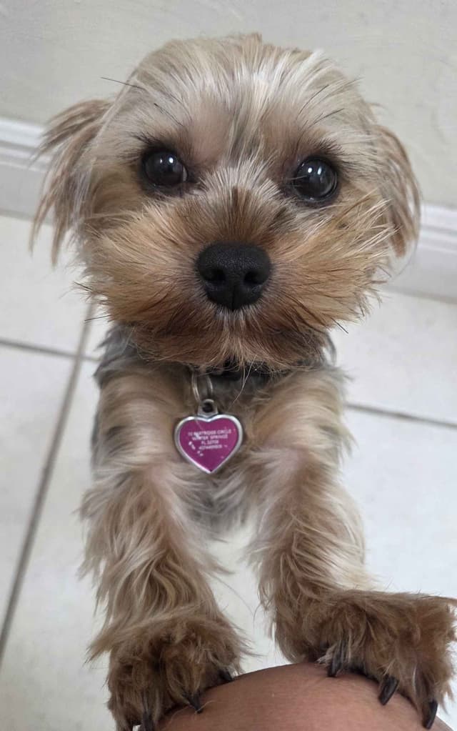 Yorkshire Terrier Puppies media 3