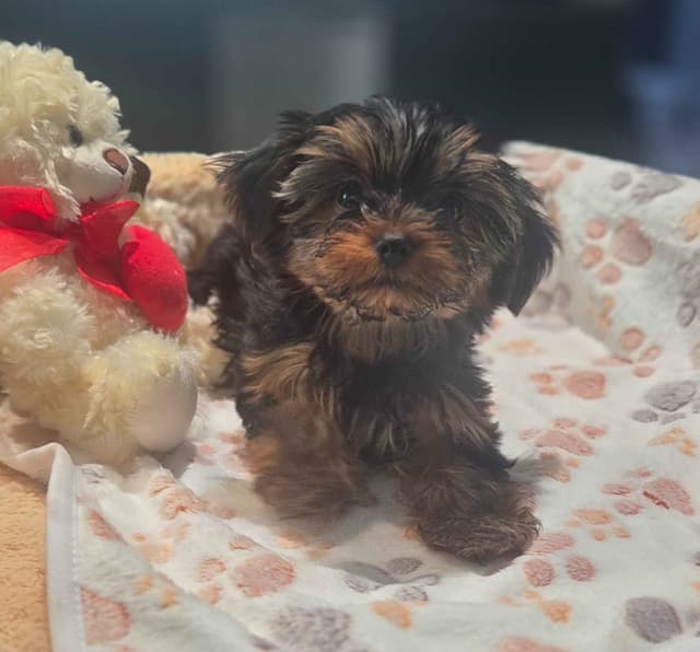 Yorkshire Terrier Puppies media 4