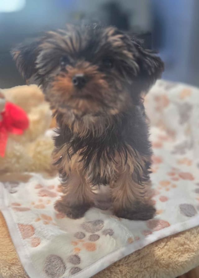 Yorkshire Terrier Puppies media 5