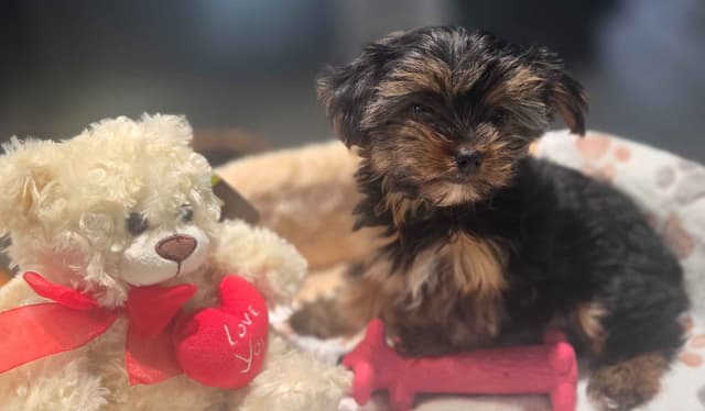 Yorkshire Terrier Puppies media 6