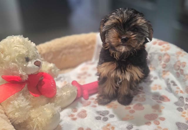 Yorkshire Terrier Puppies media 7