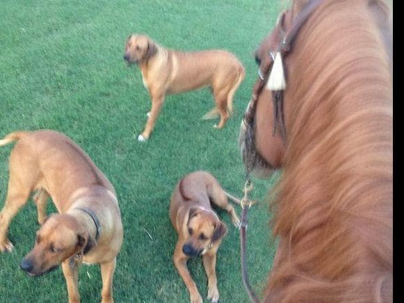 River Run Ridgebacks breeder image 2