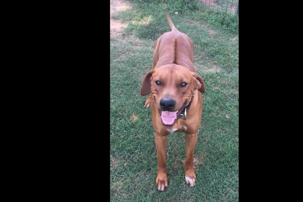 River Run Ridgebacks breeder image 3