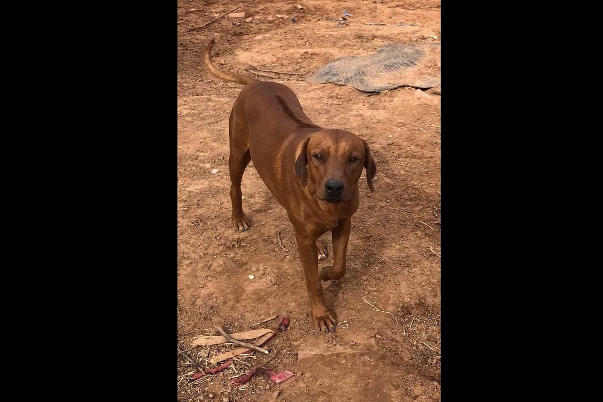 River Run Ridgebacks breeder image 6