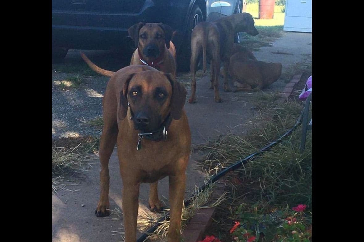 River Run Ridgebacks breeder image 8