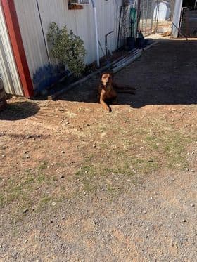River Run Ridgebacks breeder image 11