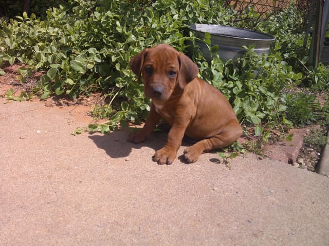 River Run Ridgebacks media 2