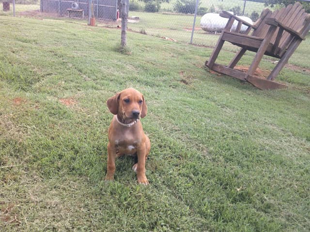 River Run Ridgebacks media 2