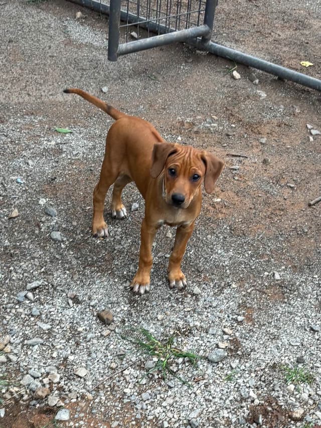 River Run Ridgebacks media 4