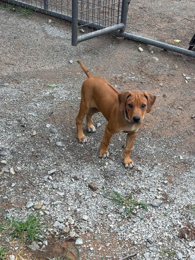 River Run Ridgebacks media 5