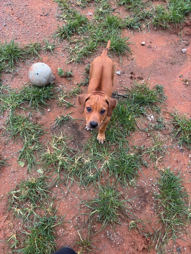 River Run Ridgebacks media 8
